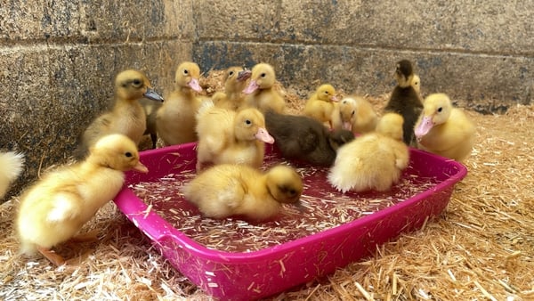 Some of the ducklings being cared for by the DSPCA this morning