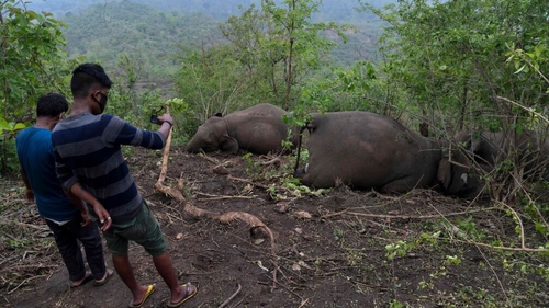 Men stand near dead wild elephants, suspected to have been killed by lightning, on a hillside in Nagaon district of Assam state