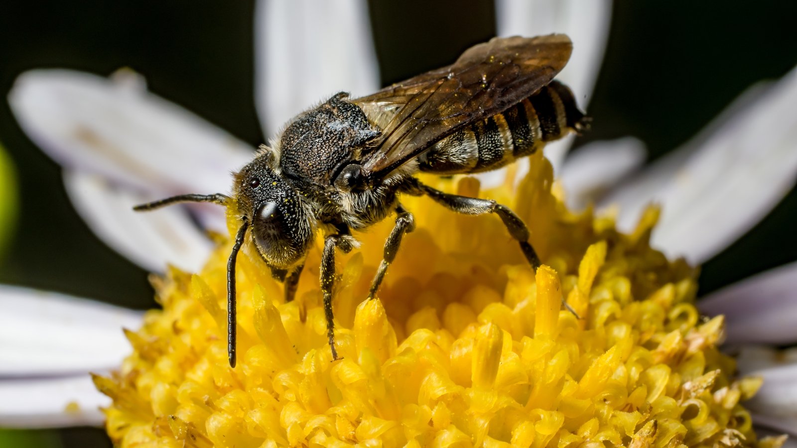 Did You Know There Are 99 Bee Species In Ireland