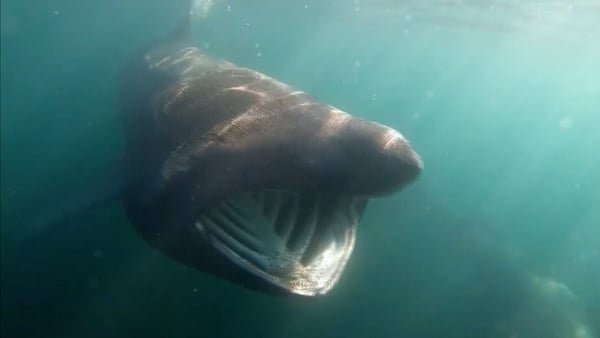 Research indicates that Ireland hosts up to 20% of the world's basking shark population