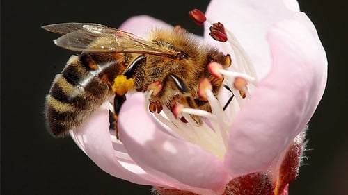We have 98 species of native, wild bees in Ireland, including 21 bumblebee species and 77 solitary bee species.