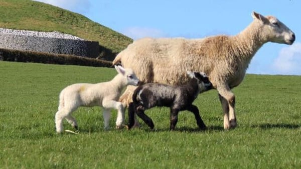 Newgrange Farm Sheep
