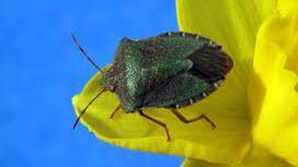 Naturefile - Shield Bugs. Naturefile - Shield Bugs.