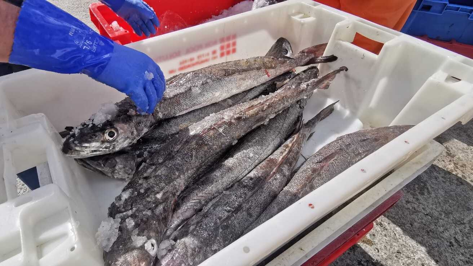 New rules for weighing fish are 'impractical'