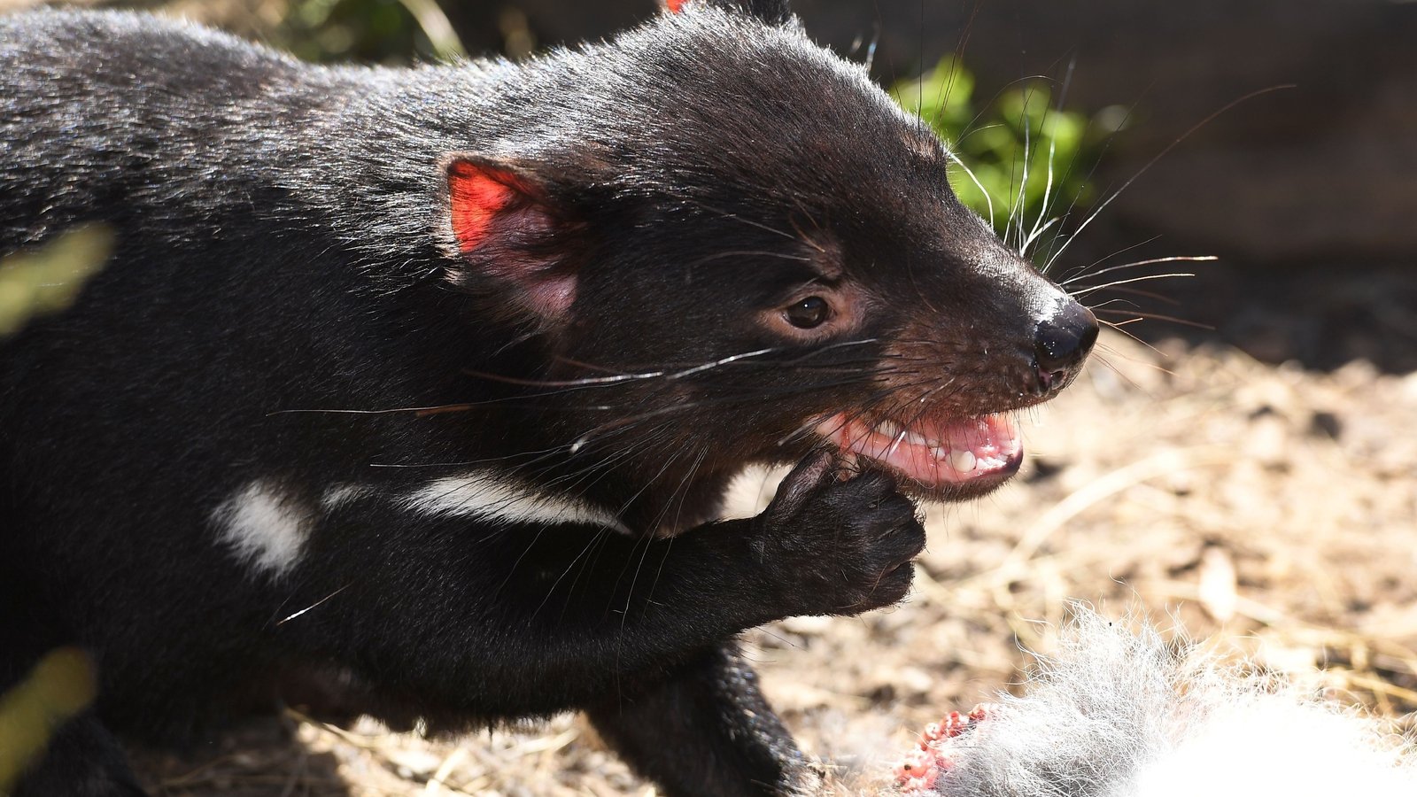 australian tasmanian devil
