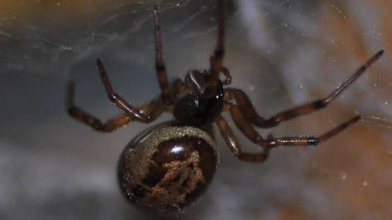 False Widow bites are becoming more prevalent and victims can experience intense pain and swelling