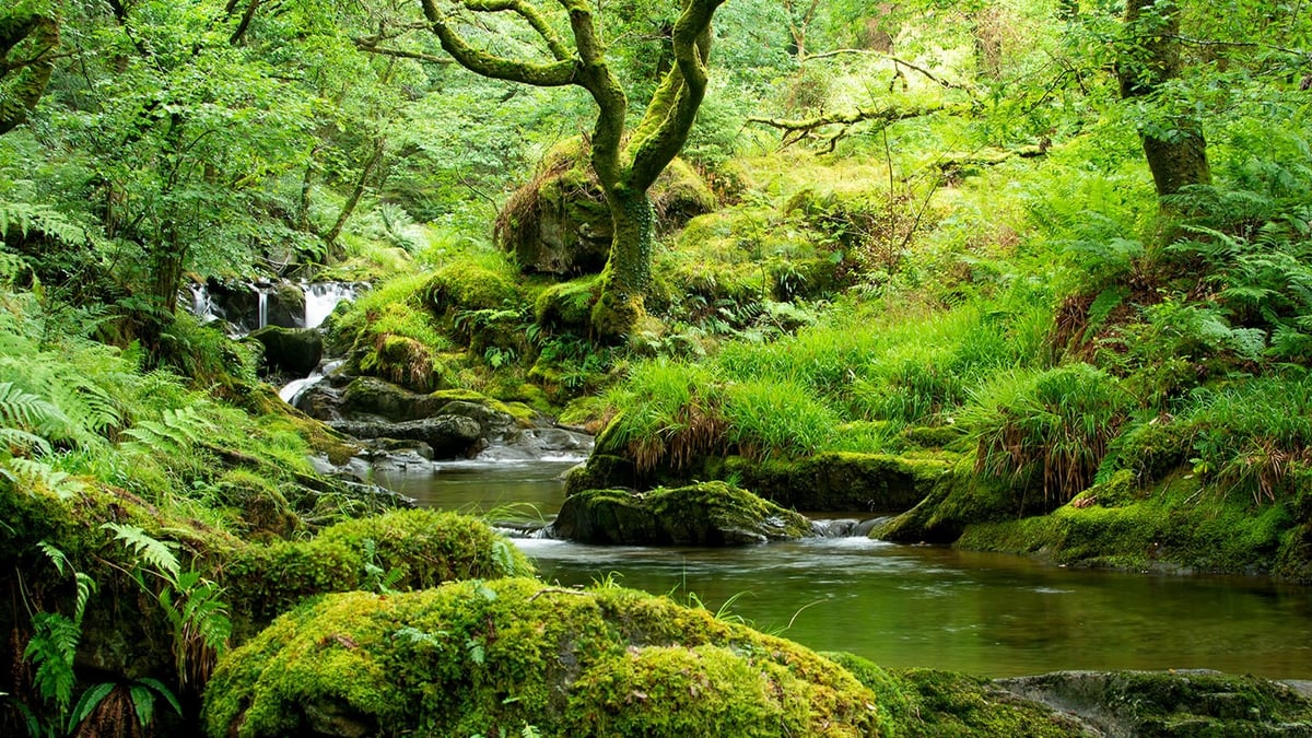Naturefile - Irelands Atlantic Rainforests Naturefile - Irelands Atlantic Rainforests