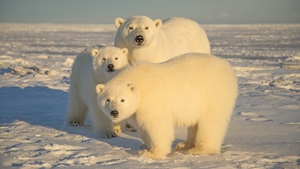 The Arctic National Wildlife Refuge is critical to protect polar bears and other vulnerable wildlife