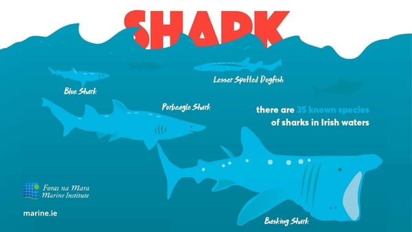 There are 35 species of sharks living in the seas around Ireland. From the lesser spotted dogfish, to the common blue shark and the huge basking shark – the second largest fish in the sea.
