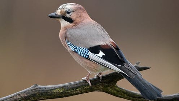 Watch the birdie. Photo: Piotr Krzeslak/Shutterstock