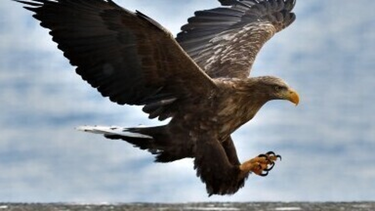 Naturefile - Sea Eagles Naturefile - Sea Eagles