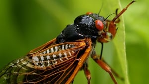 Why one billion cicadas are about to emerge at the same time in the US