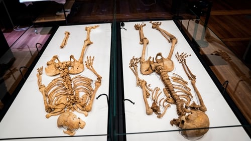 The two skeletons lie in a showcase at The National Museum of Denmark