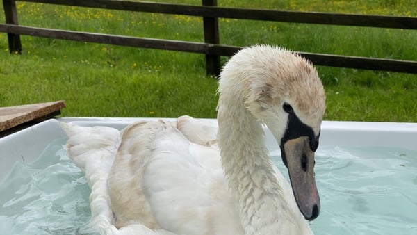 The swan taking its daily bath in Co Cavan