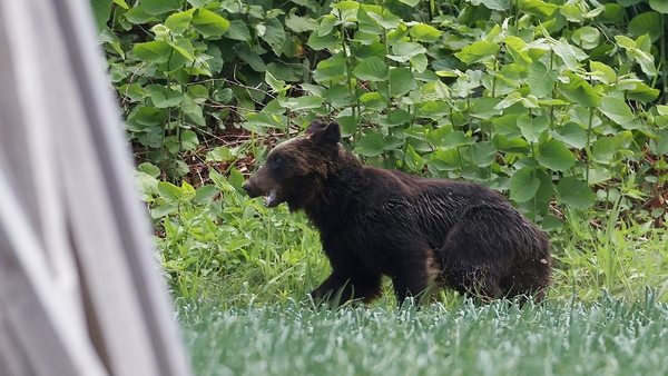The brown bear injured four people in the city of Sapporo before it was shot dead