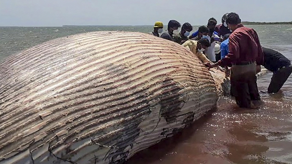 Volunteers in Sri Lanka checking the carcass of a blue whale that washed ashore