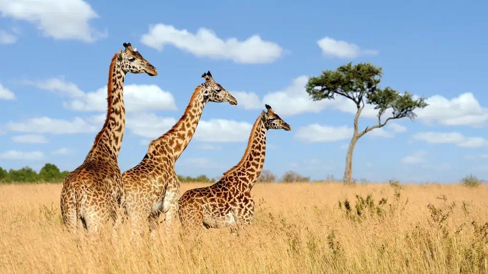 World Giraffe Day 8 Things You Never Knew About Giraffes