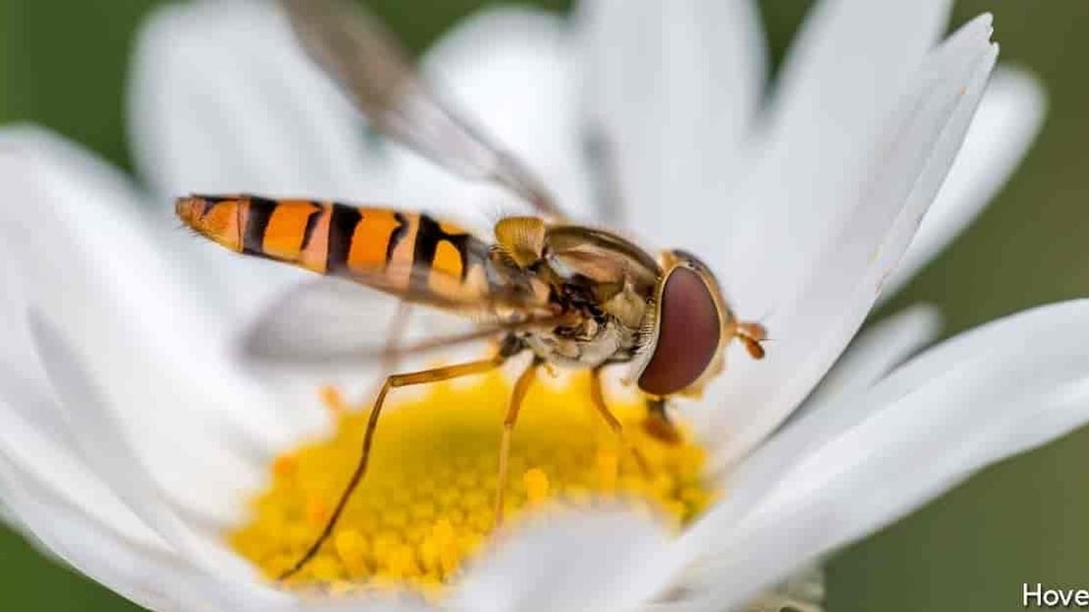 Naturefile - Hover flies Naturefile - Hover flies