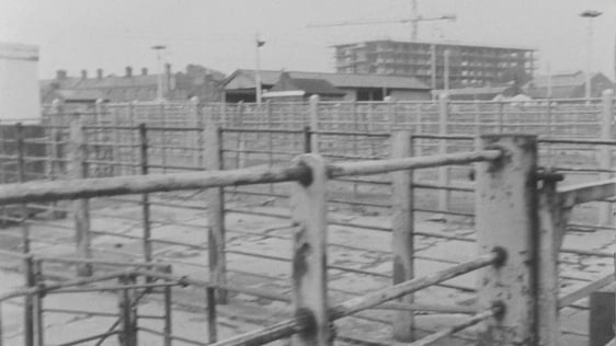 Dublin Cattle Market, 1971