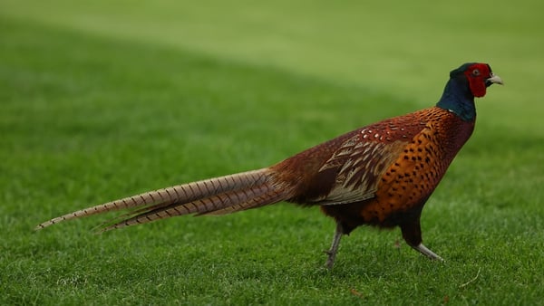 A pheasant is pictured during the first round