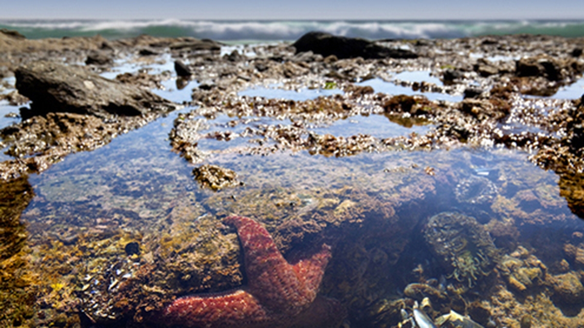 Naturefile - Rockpools Naturefile - Rockpools