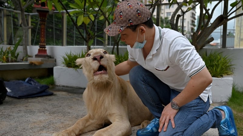 Cambodian PM orders return of defanged lion to owner