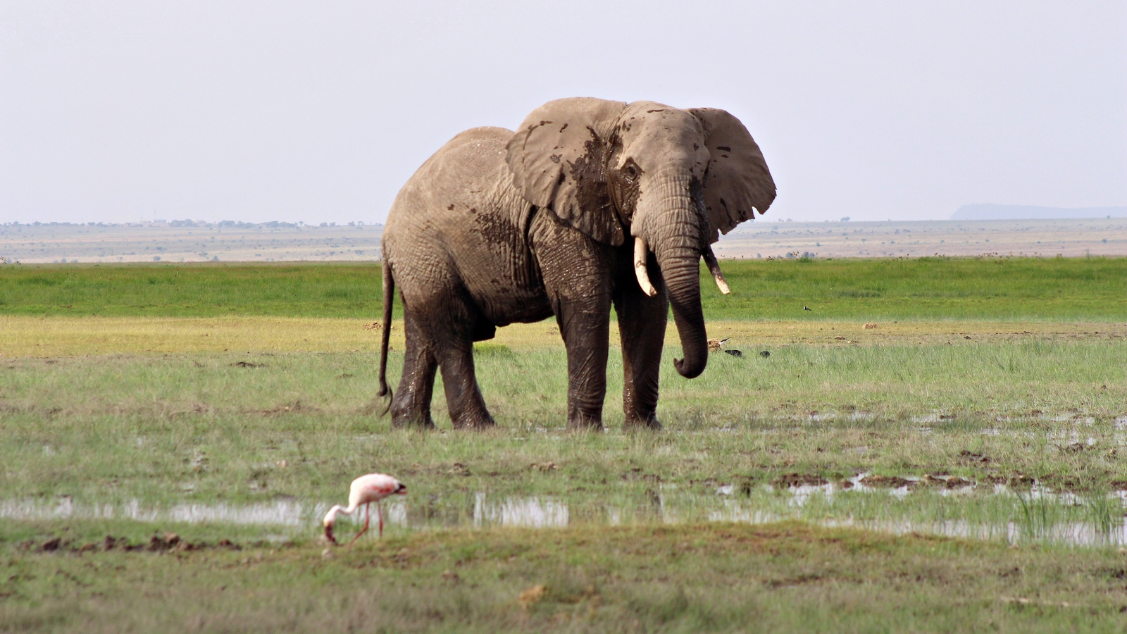 Elephant name. Кения Килиманджаро животные. Озеро Найваша Кения Бегемоты.