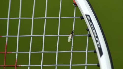 Flying ants distracted players at Wimbledon in 2018
