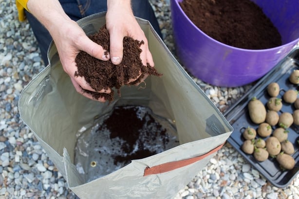 Growing seed potatoes for Christmas (Dobbies Garden Centres/PA)