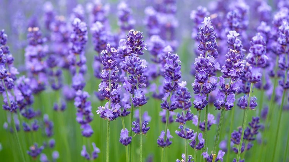 Irish Lavender Irish Lavender