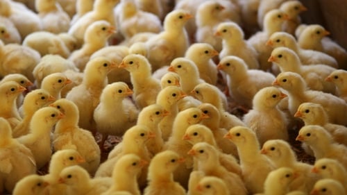 Millions of male chicks are killed after hatching every year