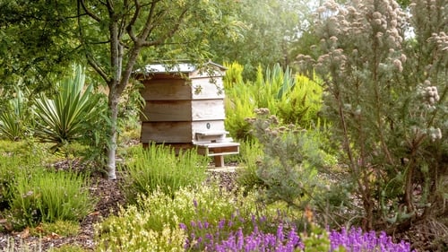 "Estimates suggest that there is only a small population of wild hives in Ireland. Most honeybees are part of a managed colony and have a beekeeper". Photo: Getty Images