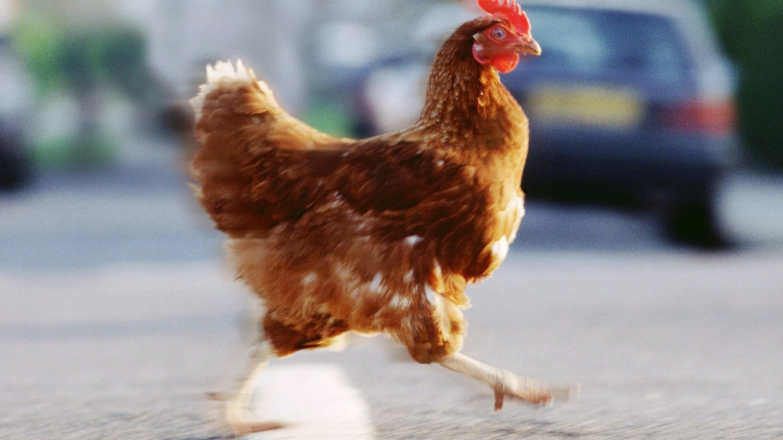 С днем рождения курица. Курица убегает. Иди ты курица. Мемы с курицей. Иди ты курица.