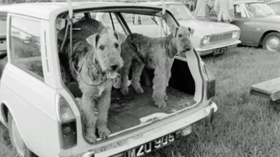 Dun Laoghaire Dog Show (1971)