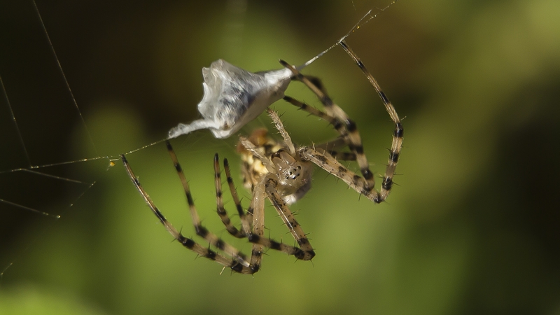Spiders in the house with Collie Ennis thumbnail