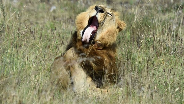 A male lion rests at Nairobi National Park