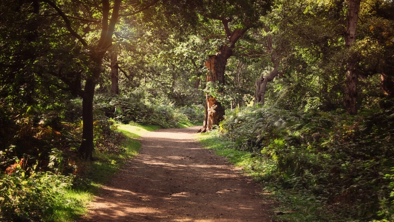 Petition Seeks To Outlaw Nudity In Robin Hood Forest