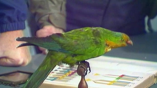 Professor John Joly's Parrot