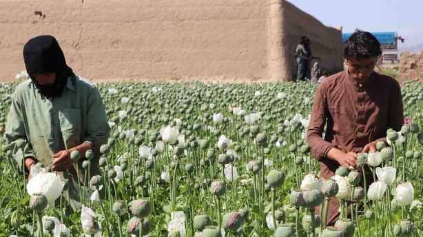 Afghan farmers opium