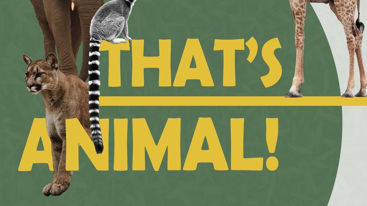 That's Animal: Let's learn about the largest land mammals!