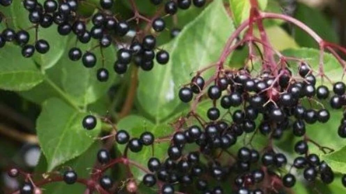 Naturefile - Elderberries Naturefile - Elderberries