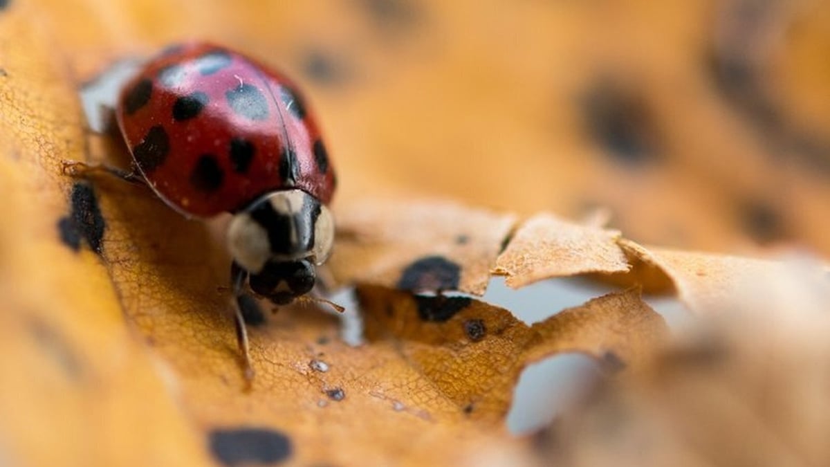 Naturefile - Ladybirds Naturefile - Ladybirds