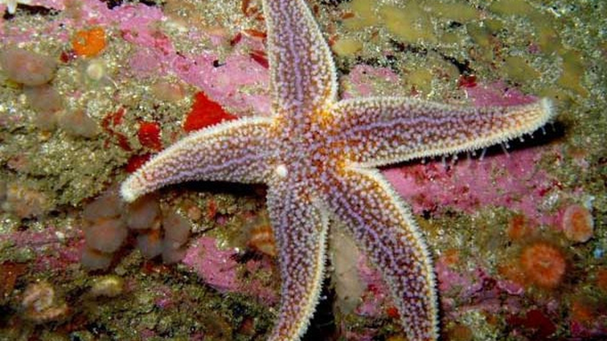 Naturefile - Starfish Naturefile - Starfish
