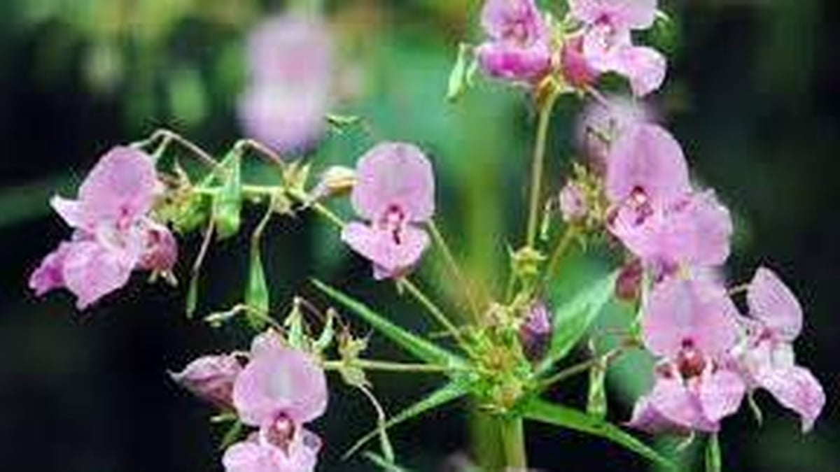 Naturefile - Himalayan balsam. Naturefile - Himalayan balsam.