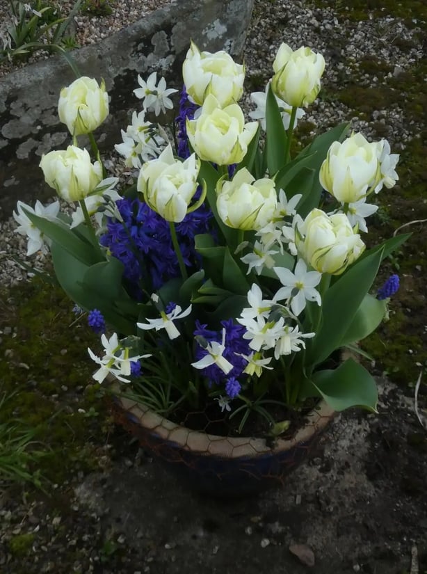 Delft Pot Collection of spring bulbs (Broadleigh Bulbs/PA)