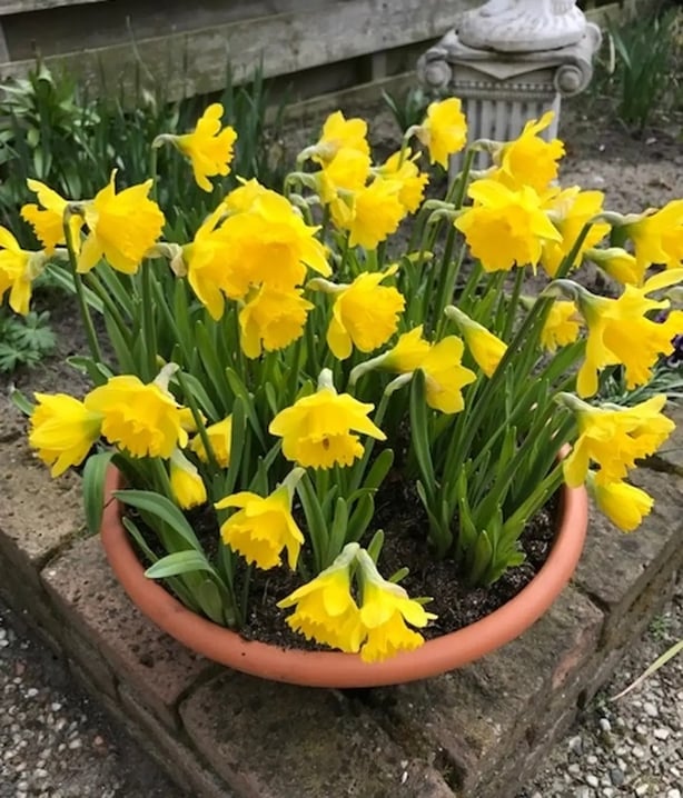 Narcissus 'Miss Muffet' (Broadleigh Bulbs/PA)