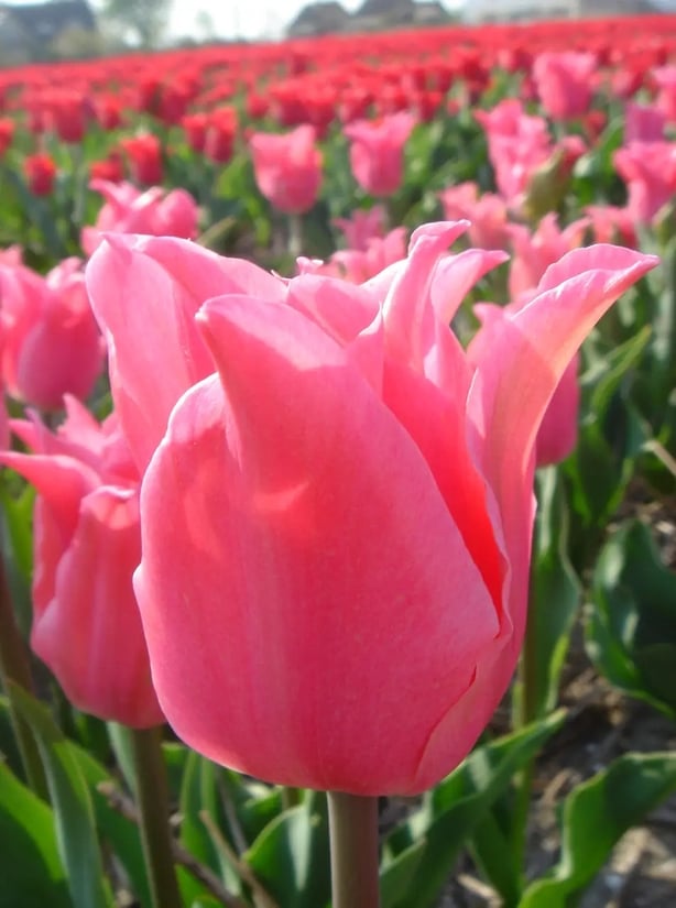 Tulipa 'Pretty Love' (Taylors Bulbs/PA)