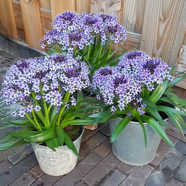 Scilla 'Sapphire Blue (Crocus/PA)