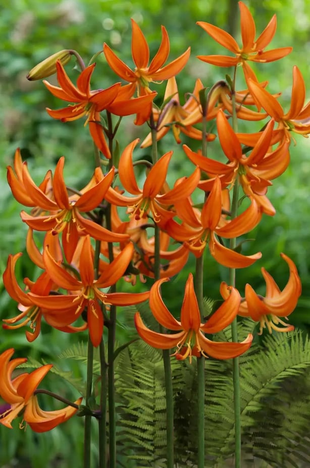 Lilium 'Orange Marmalade' (Taylors Bulbs/PA)