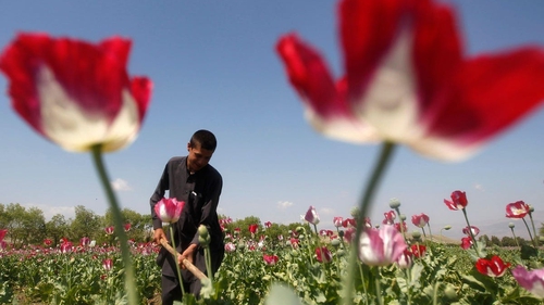 'The Taliban ban may fizzle out when the new regime realises that removing so many farmers' primary source of income could destabilise the country even further'. Photo: Reuters/Alamy
